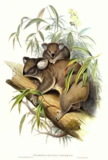 Marsupialia: Phascolarctos cinereus, koala