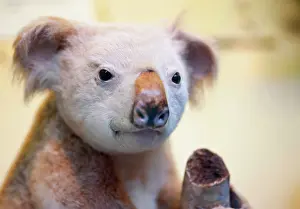 Marsupialia: Phascolarctos cinereus, koala