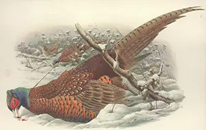 Colchicus: Phasianus colchicus, common pheasant