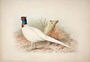 Spur: Phasianus colchicus, common pheasant