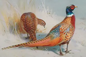 Mimosa: Phasianus colchicus, common pheasant