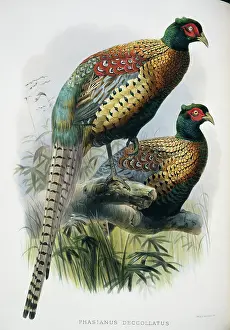 Giraud: Phasianus colchicus decollatus, common (Chinese ringless) ph