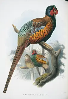 Elegans: Phasianus colchicus elegans, common pheasant