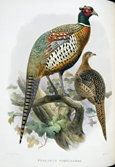 Giraud: Phasianus colchicus formosanus, common (Formosan) pheasant