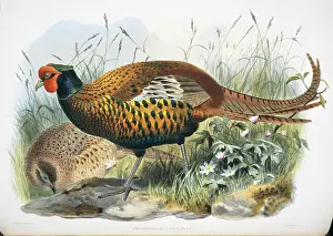 Giraud: Phasianus colchicus sahwii, common (Yarkand) pheasant