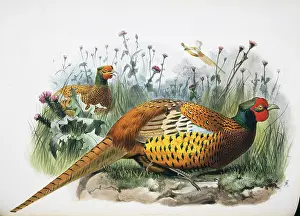 Giraud: Phasianus colchicus shawii, common pheasant