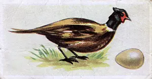 Pheasants: Pheasant