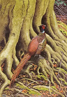 Roots: Pheasant