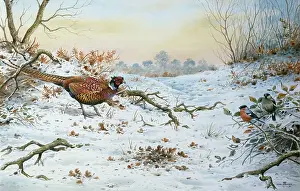 Donner: Pheasant and Bullfinches in Snow