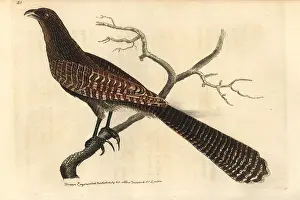 Elford: Pheasant coucal, Centropus phasianinus