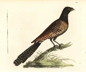 Leach: Pheasant coucal, Centropus phasianinus