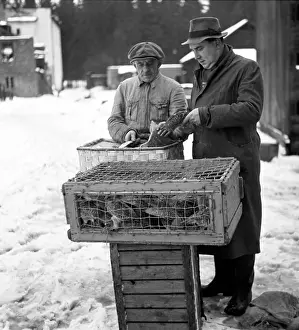 Krkonose: Pheasant export