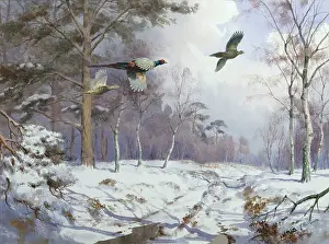 Pheasants: Pheasant in Flight ' January