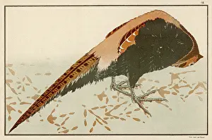 Hokusai: PHEASANT (HOKUSAI)