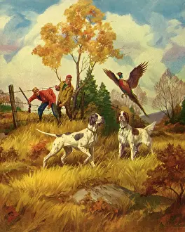 Helplessly: Pheasant and Hounds