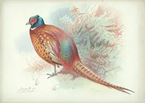 Rankin: Pheasant (male)