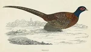 Colchicus: PHEASANT (MORRIS)