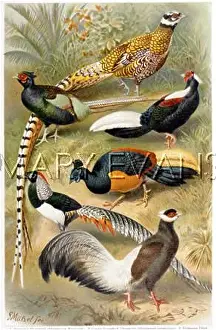 Mutzel: PHEASANT (MUTZEL)