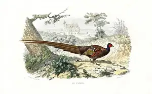 Pourrat: Pheasant, Phasianus colchicus