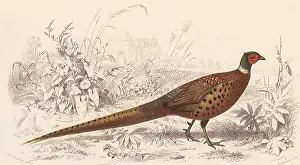 Colchicus: Pheasant (Phasianus colchicus)