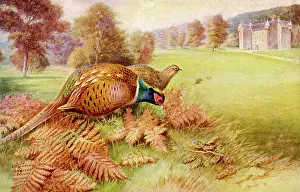 Rankin: PHEASANT (RANKIN)