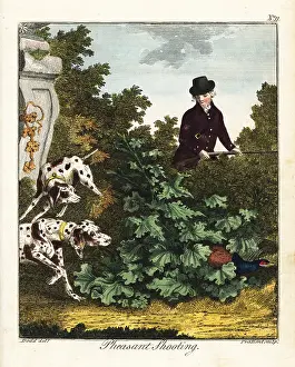 Gentleman And Farmers Dictionary: Pheasant shooting, 18th century