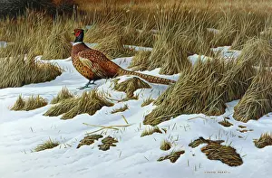 Parry: Pheasant in the Snow ' with Dead Grasses