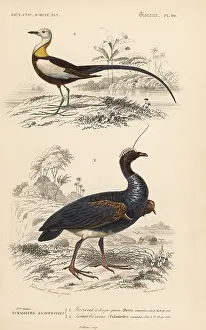 Sinensis: Pheasant-tailed jacana and horned screamer