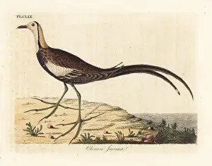 Parra: Pheasant-tailed jacana, Hydrophasianus chirurgus