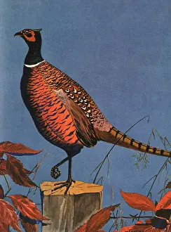 Lynch: Pheasant on Tree Trunk