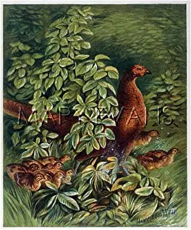 Colchicus: PHEASANT AND YOUNG 1877
