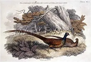 Colchicus: TWO PHEASANTS (1809)