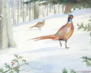 Pitchford: Pheasants