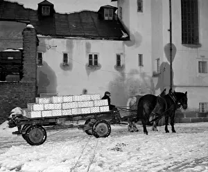 Krkonose: Pheasants are being exported to western clients