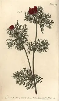 Adonis: Pheasant's eye, Adonis annua