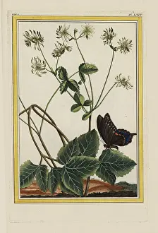 Chinoiserie: Pheasant's eye or spring adonis, Adonis vernalis