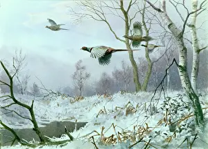 Pheasants: Four Pheasants in Flight