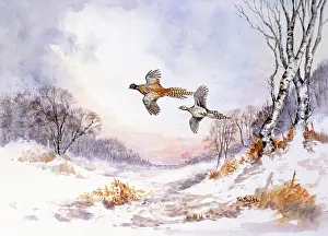 Pheasants: Pheasants in Flight ' snowscene