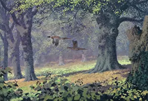 Pheasants: Pheasants flying underneath Oak Trees