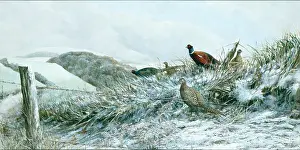 Pheasants: Pheasants on the Kingsclere Downs