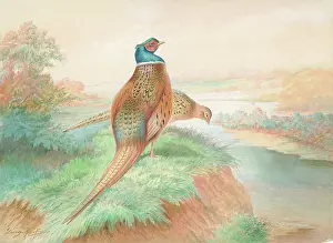 Rankin: Pheasants (male and female)