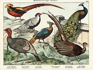 Naturgeschichte Des Tierreichs: Pheasants, peacock, turkey, etc