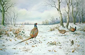 Pheasants: Pheasants and Redpoll in Winter Covert