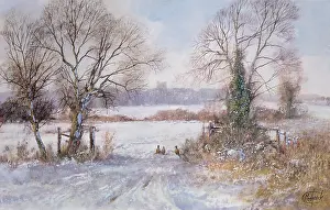 Pheasants: Pheasants in the Snow