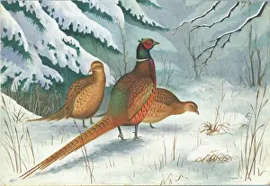 Pheasants: Three Pheasants in the Snow