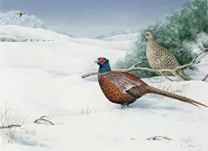 Pheasants: Pheasants in Snow
