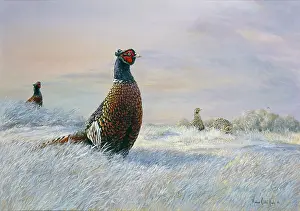 Pheasants: Pheasants in the snow