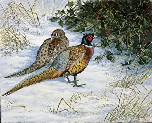 Pheasants: Two Pheasants in the Snow