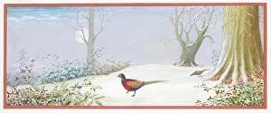 Pheasants: Two pheasants in the snow