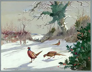 Pheasants: Three pheasants in snow with holly bush